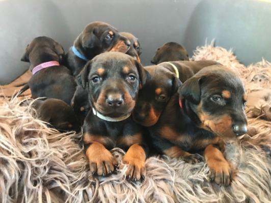 Gorgeous Dobermann Puppies KC Registered 